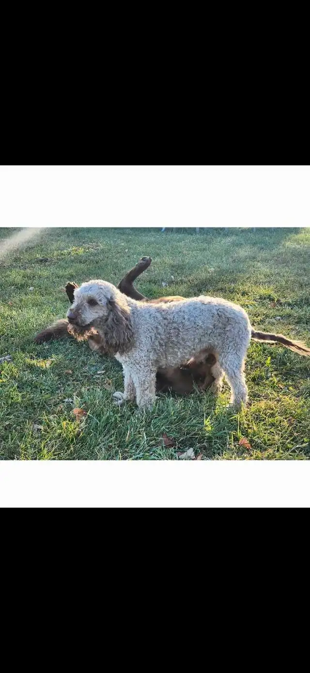 Toy Aussiedoodles in Dogs & Puppies for Rehoming in Edmonton - Image 8