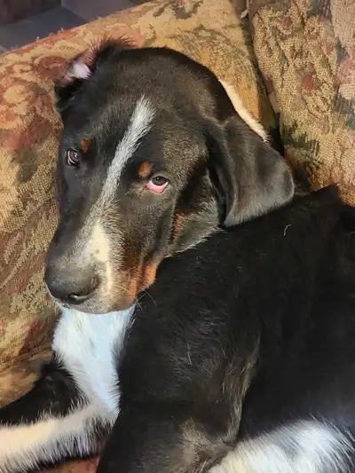 Pups looking for forever family , View more