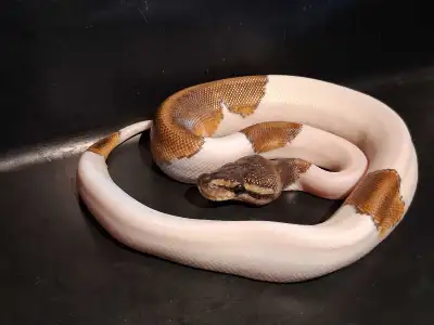 Cool looking little female Pied. Ready for her forever home. Shes feeding on F/t rat pups with enthu...