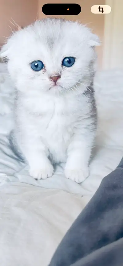 Scottish fold white/grey kittens For sale We have a beautiful litter of Scottish Fold kittens ready...