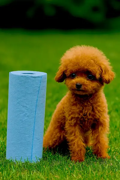 PURE  TINY/TOY poodle puppy. Hypoallergenic,non-shedding. MALE., View more