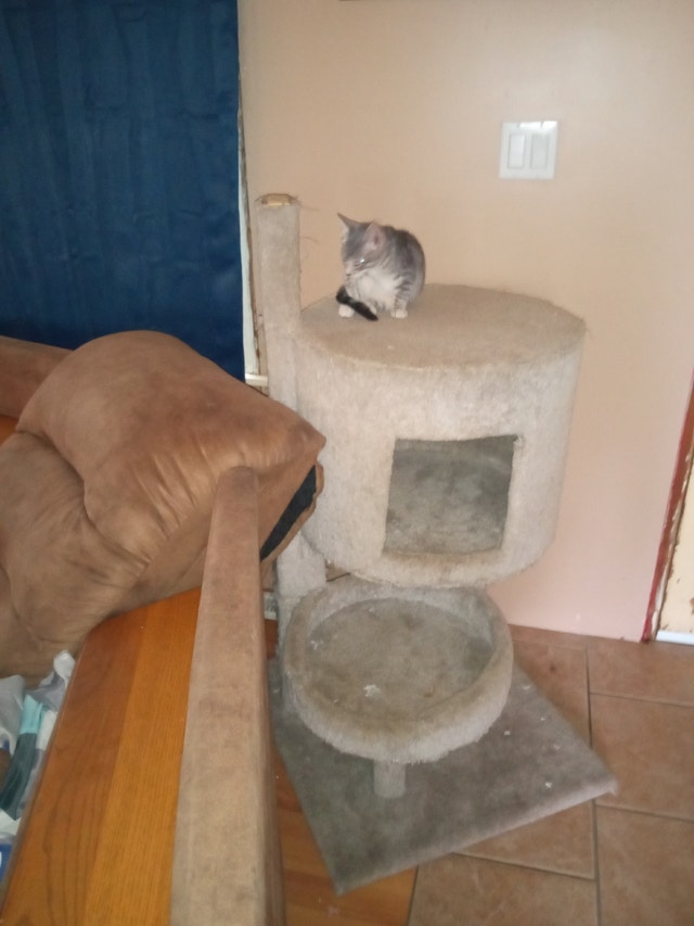 Free kittens Cats & Kittens for Rehoming Lloydminster Kijiji