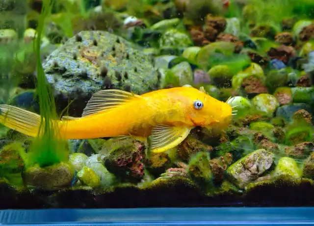 Home Bred Golden Bristlenose Pleco (Juveniles) $8 each in Fish for Rehoming in Richmond - Image 6