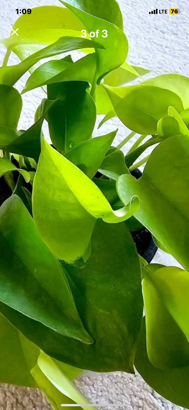 Neon Pothos Plant in Plants, Fertilizer & Soil in Calgary - Image 2