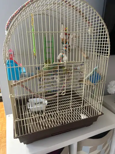 bird cage/food/feeder/toys/swings +budgie bird 8 months old, View more