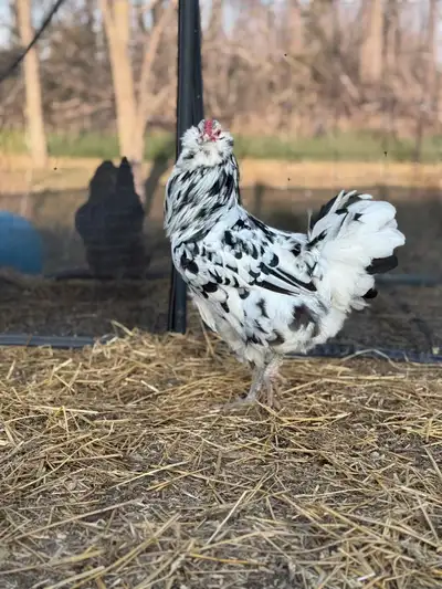  CHICKS, Hatchings eggs and READY to lays , View more