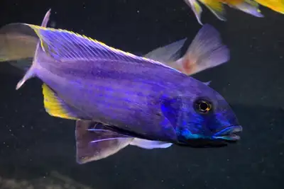 Buccochromis Spectabilis (Rare) African cichlid pair, View more