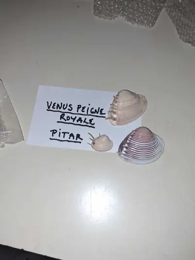 15 $chaque