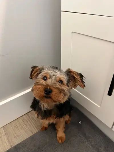 intact purebred male yorkie puppy, View more