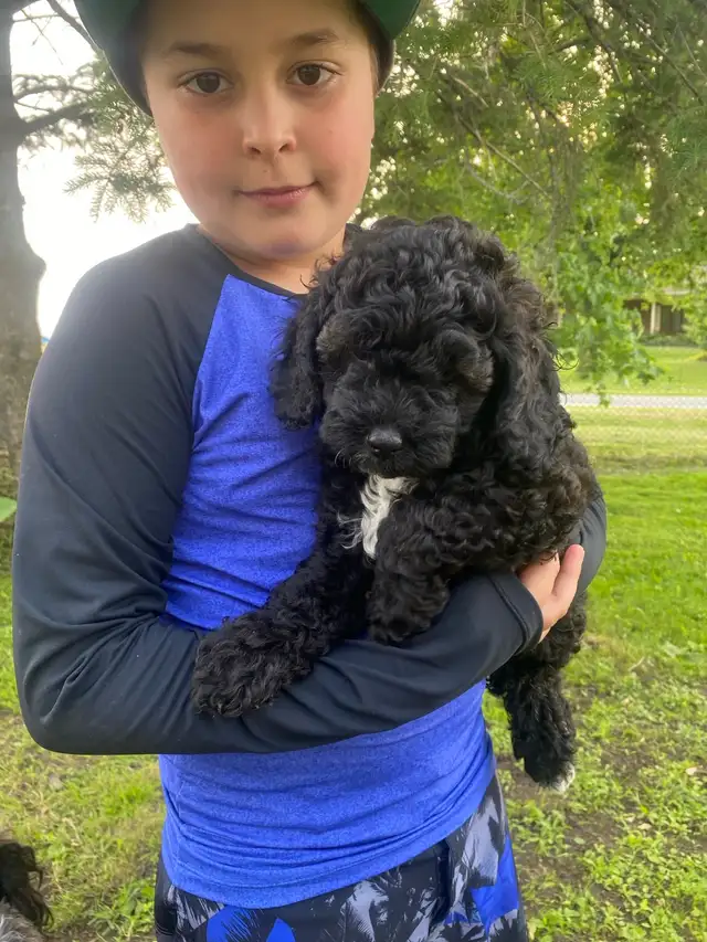 Caniche royal 500$ in Dogs & Puppies for Rehoming in Saint-Hyacinthe - Image 4