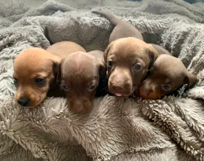 Precious Miniature Dachshunds, View more