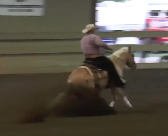 12yr old registered Quarter Horse Palomino Reining gelding in Horses & Ponies for Rehoming in London - Image 5