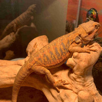 Bearded Dragon with tank and accessories 
