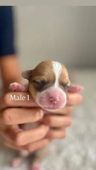 NEW Corgi Puppies, Genetically Cleared, Delivery included, View more