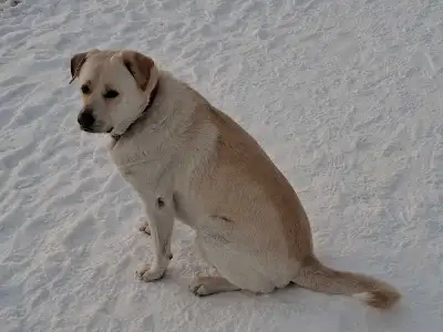 Friendly energetic Lab, View more
