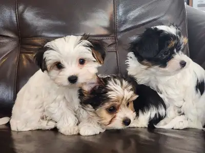 YORKSHIRE BIEWER & GOLDDUST (2 Males BIEWER & 2 Males GOLDDUST), View more