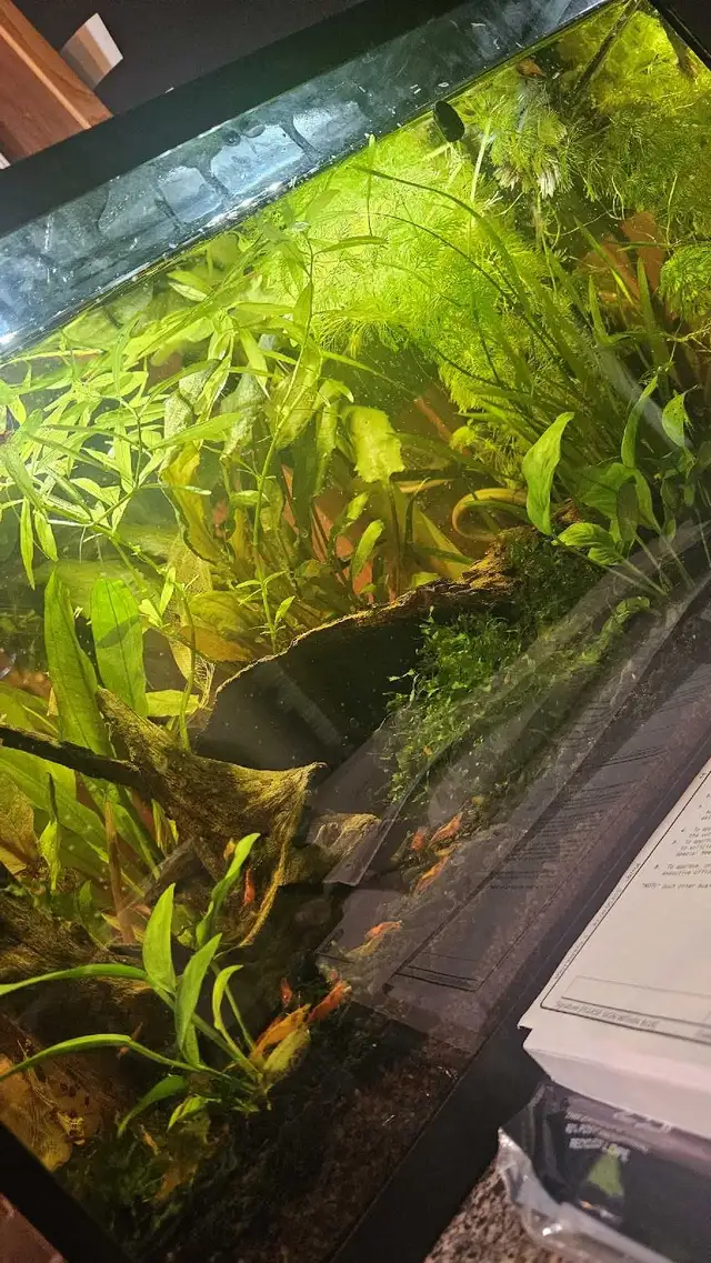 Neo shrimp - fire red, sunkist and yellow mixed in Fish for Rehoming in Richmond - Image 8