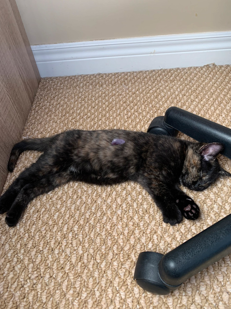 Half maine coon female calico 2 month old kitty! Cats & Kittens for