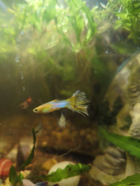 Guppies and Aquatic plants Part 2 (extra pictures)