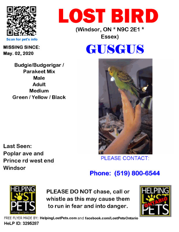 Lost Parakeet aka Budgie: Lost on May 2, 2020. in Lost & Found in Windsor Region