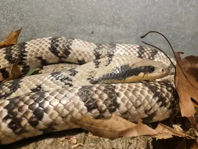 CBB Baby Falsies now available, View more