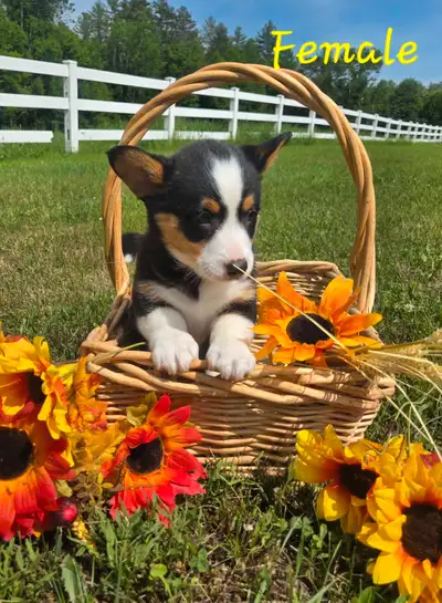 Corgi Puppies!, View more