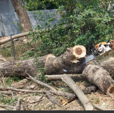 TREE TRIMMING, CUTTING AND STUMP GRINDING SERVICES, View more