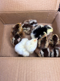 Fresh fluffy chicks ready to go! 