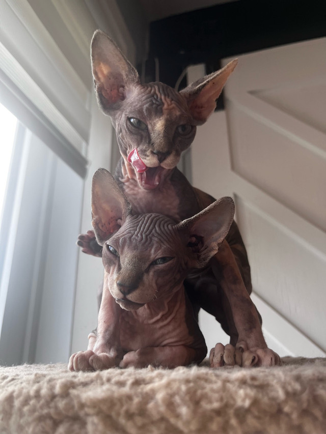 Sphynx calico/tabby dans Chats et chatons à adopter  à Ouest de l’Île