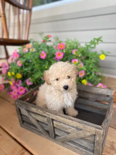 Adorable Bichonpoo Puppies, View more
