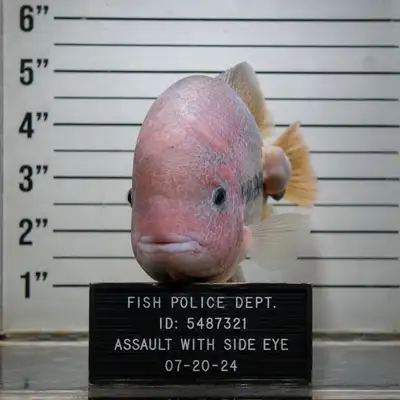roughly 11" vaeja cichlid, View more
