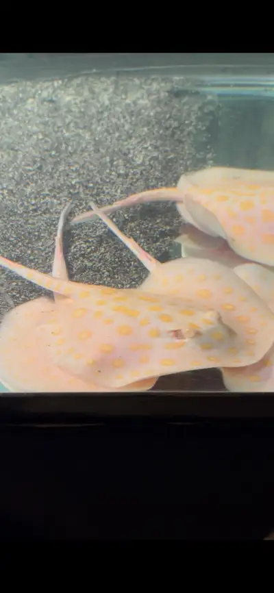 albino black diamond stingray , View more