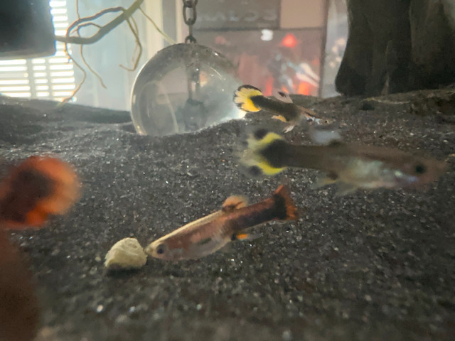 Baby Guppies $1 each in Fish for Rehoming in Burnaby/New Westminster - Image 2