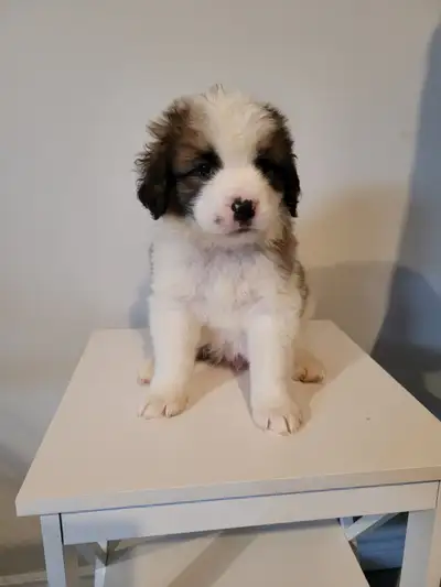 St. Bernard/Pyrenees Puppies, View more