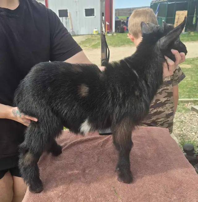 Nigerian Dwarf Goats For Sale in Livestock in Lethbridge - Image 6