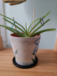 Aloe Vera Plant with pot - Detoxifying Indoor Plant