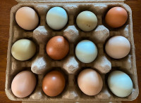 12, 18 & 30 Organic Pasture Raised Eggs For Sale