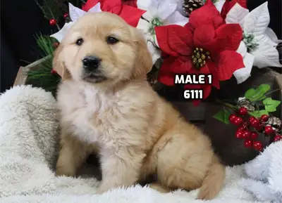 Beautiful litter of purebred golden retriever puppies are ready for their new homes. Check our websi...