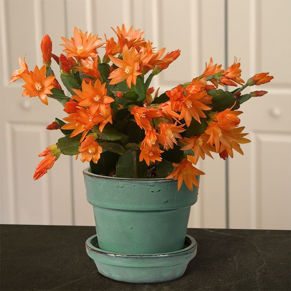 Wanted: orange flowering xmas cactus in Plants, Fertilizer & Soil in Vernon