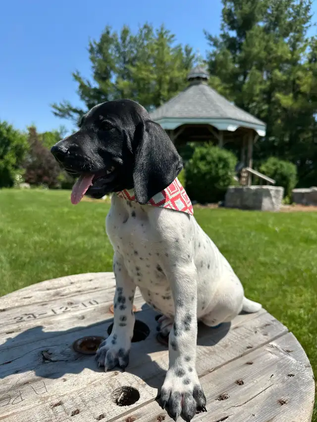 German shorthaired pointer puppies in Dogs & Puppies for Rehoming in Windsor Region - Image 7