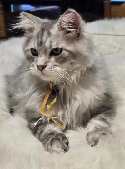 1 Purebred Maine coon "REDUCED", View more