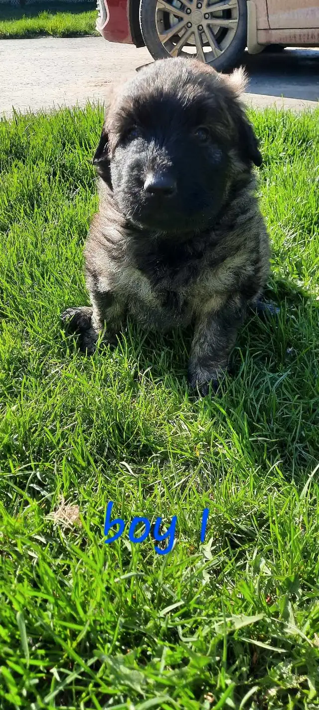Beautiful 100% purebred bouviers in Dogs & Puppies for Rehoming in Red Deer - Image 6
