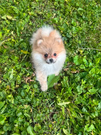 Pomeranian puppy, View more