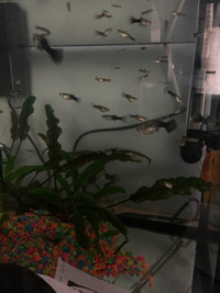 Guppies for trade or sale