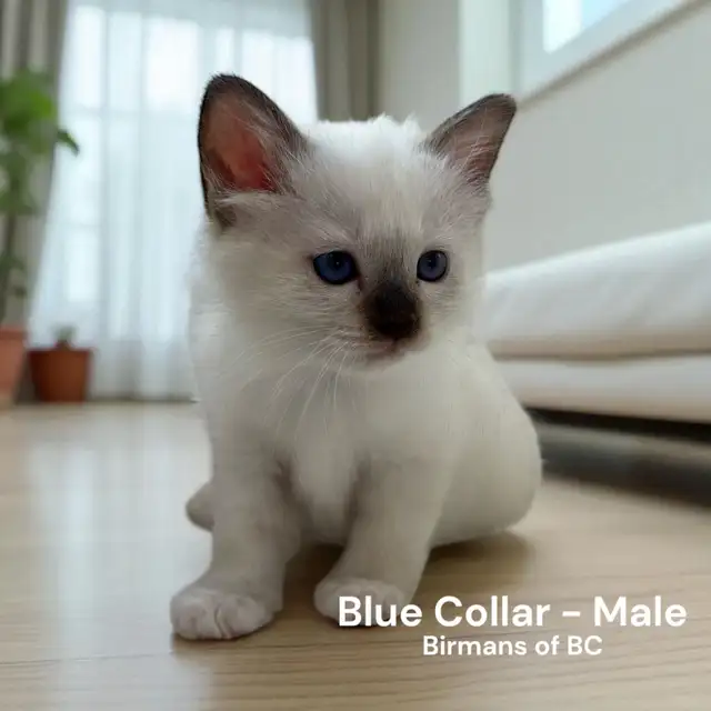 Purebred Birman Kittens