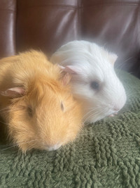 Baby female Guinea Pigs with deluxe cage! Great pets! 