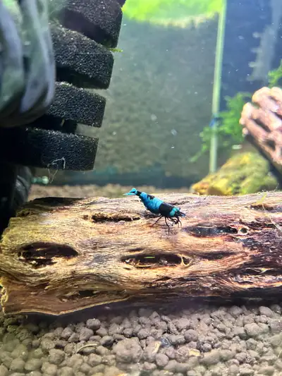 high grade shadow panda and blue bolt shrimp origially imported., View more