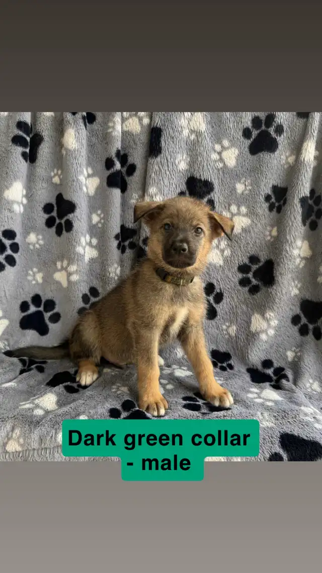German Shepard / Husky mix pups. in Dogs & Puppies for Rehoming in Thunder Bay - Image 6