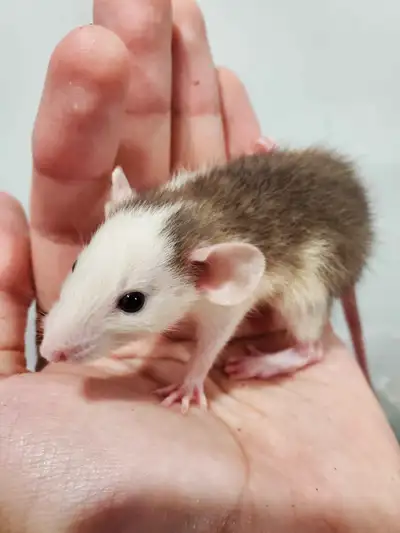 We have pet rats available. These rats are fully weaned, eating dry food and ready for new homes. Th...