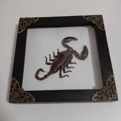Framed Scorpion Taxidermy Wall Decor Art Picture, View more